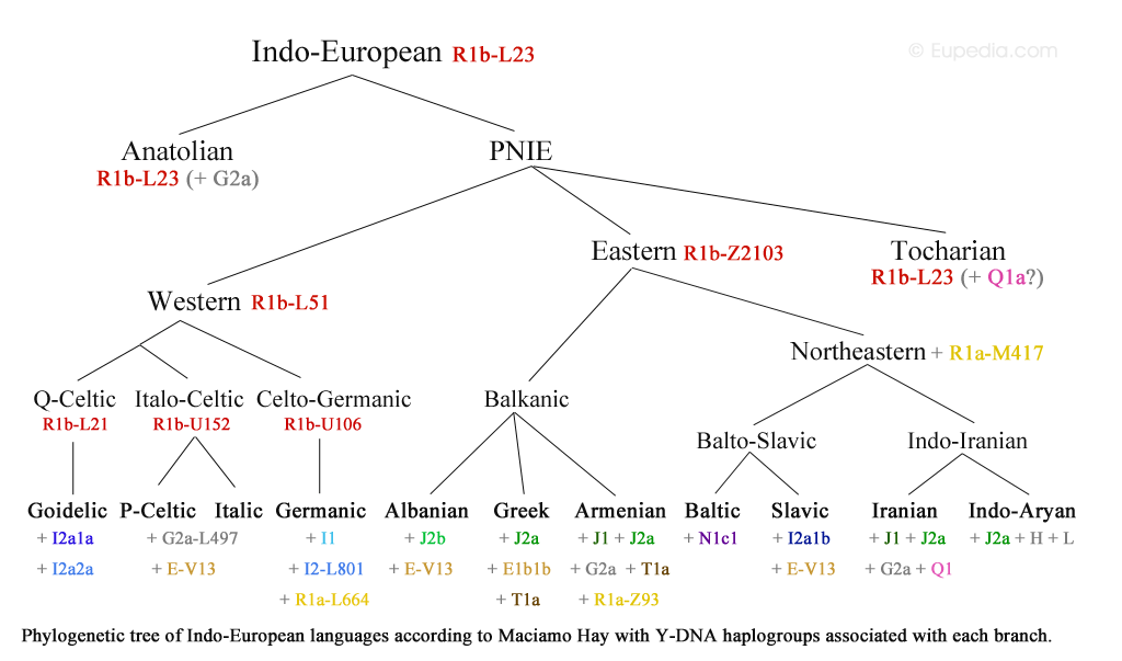 Indo European Language Family Tree Pin On Mindenf le